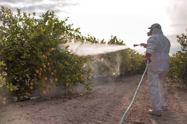 Best Bed Bug Extermination  in Barnum Island, NY