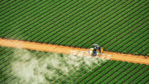 Best Termite Control Services  in Barnum Island, NY