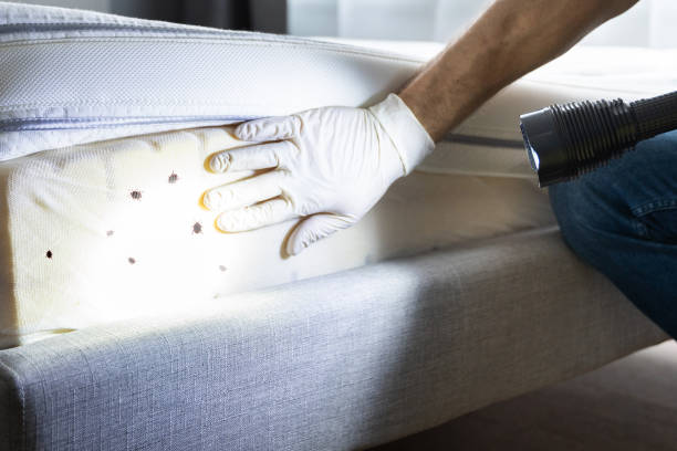 Best Pest Prevention Services  in Barnum Island, NY
