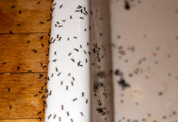 Best Wasp Removal Services  in Barnum Island, NY