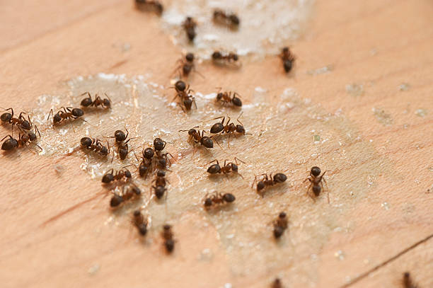 Best Affordable Pest Control Services  in Barnum Island, NY