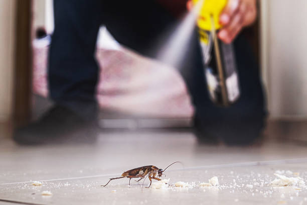 Insect Control in Barnum Island, NY