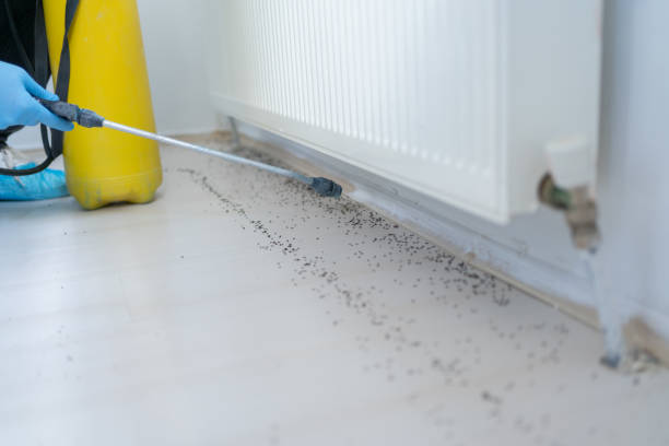 Best Insect Control  in Barnum Island, NY